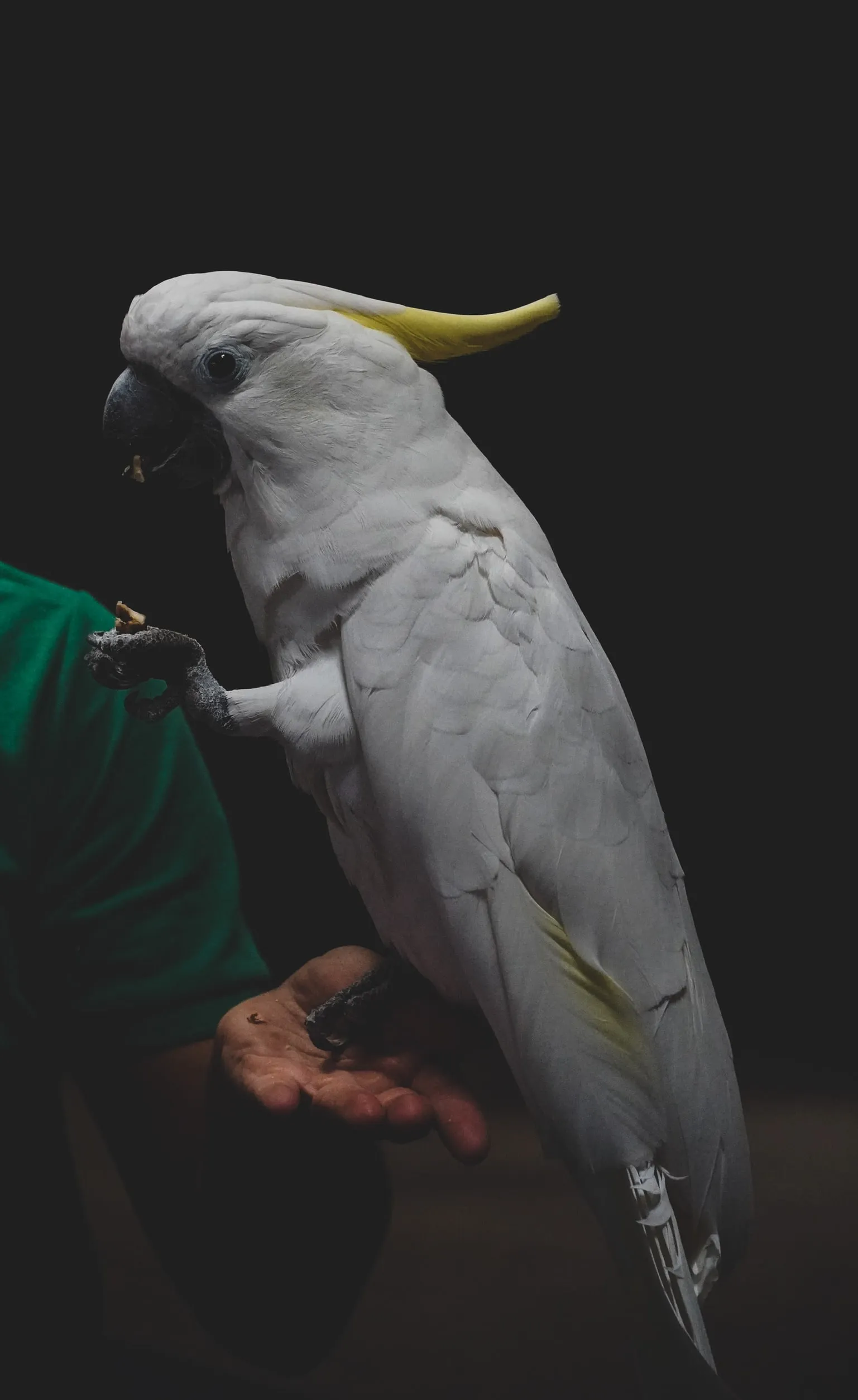 A white cockatoo with a yellow crest perched on a hand against a dark background.
