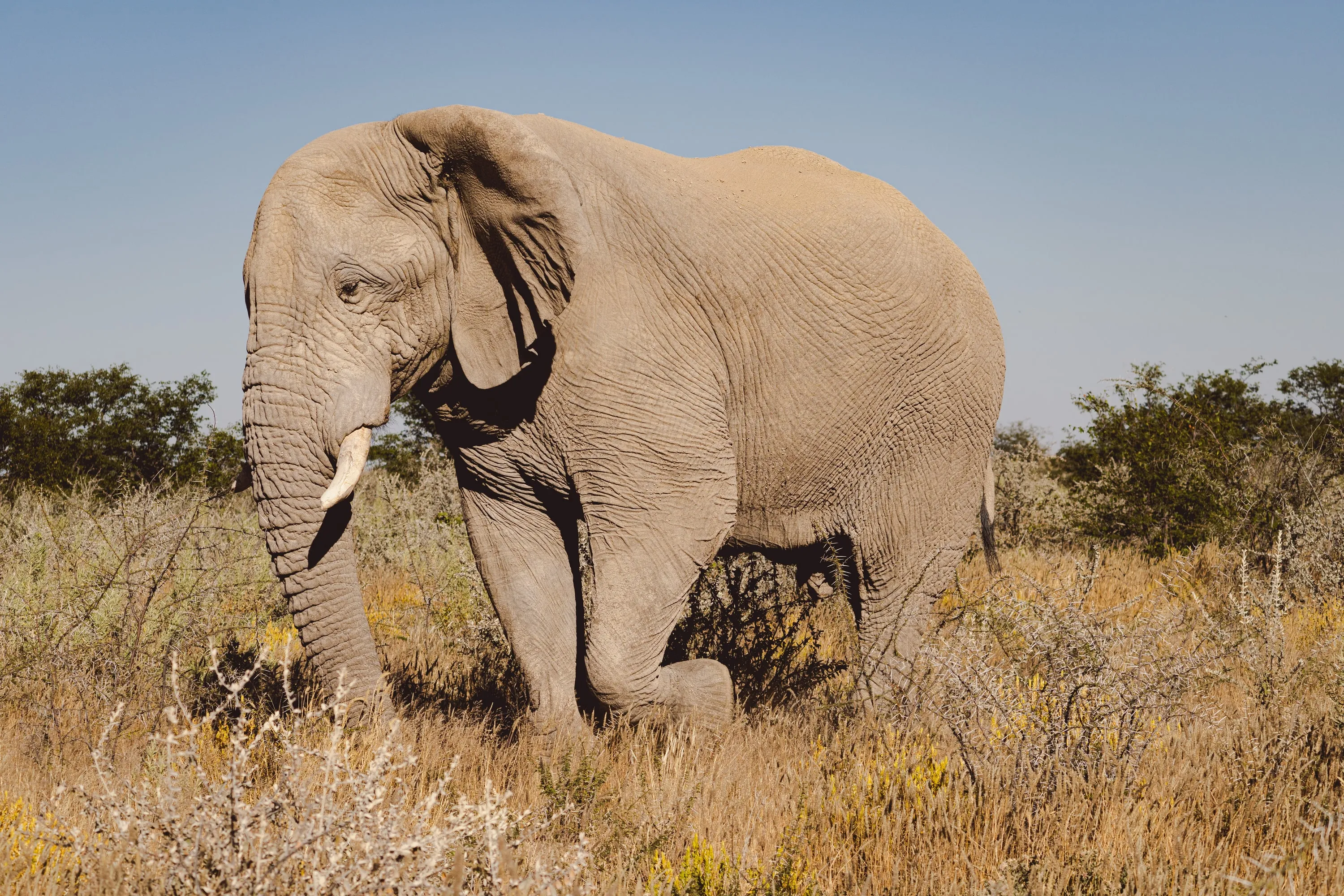 An elephant walking through tall savannah grass.