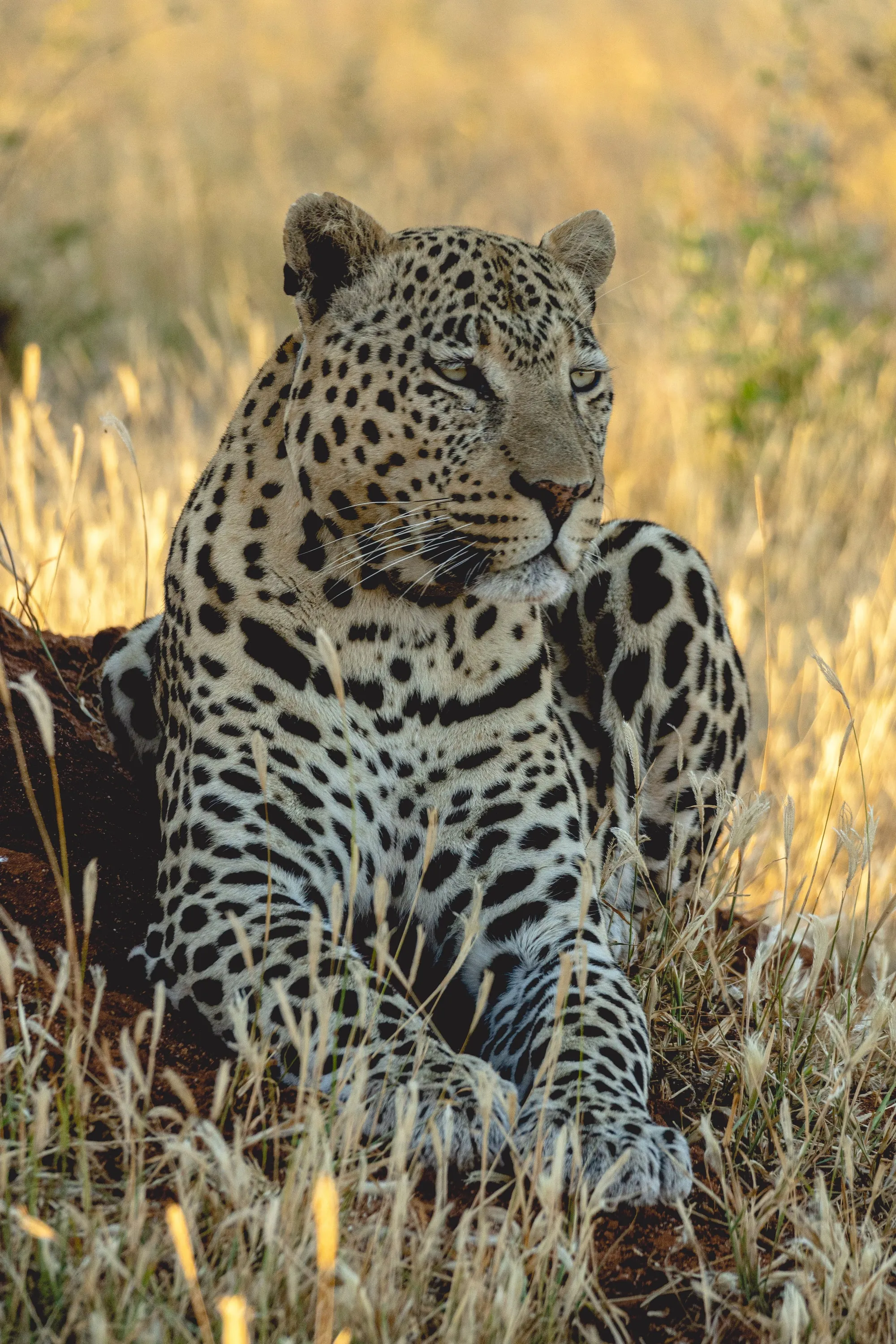 A leopard lying in dry grass, watching the camera.